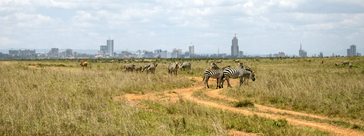 Zebra in front of Nairobi skyline, symbolising SkyCare’s Kenya-based air ambulance and medical repatriation services