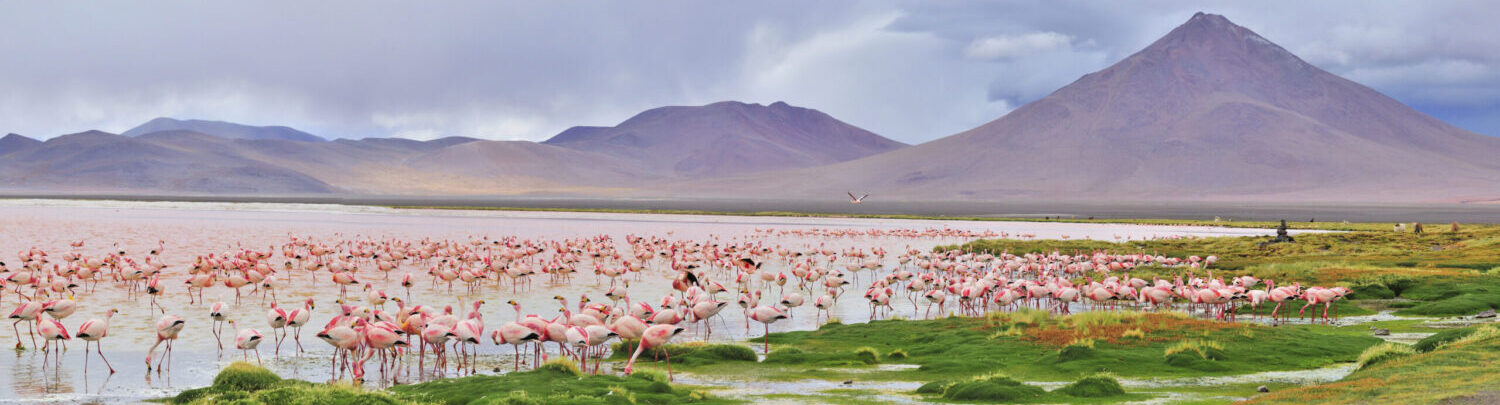 Air Ambulance Bolivia – Flamingos at Laguna Colorada, a remote high-altitude lake requiring specialist medical evacuation access